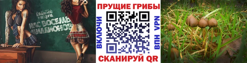 shop наркотические препараты  Клинцы  Псилоцибиновые грибы GOLDEN TEACHER 